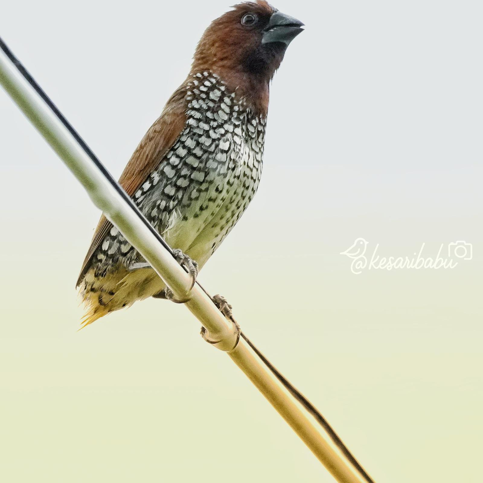 Card image cap