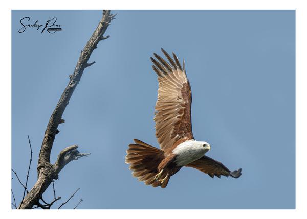 Image of Branch, Adaptation, Bird, Accipitriformes, Wing, Hawk etc.