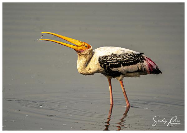 Image of Water, Organism, Bird, Beak, Feather, Fluid etc.
