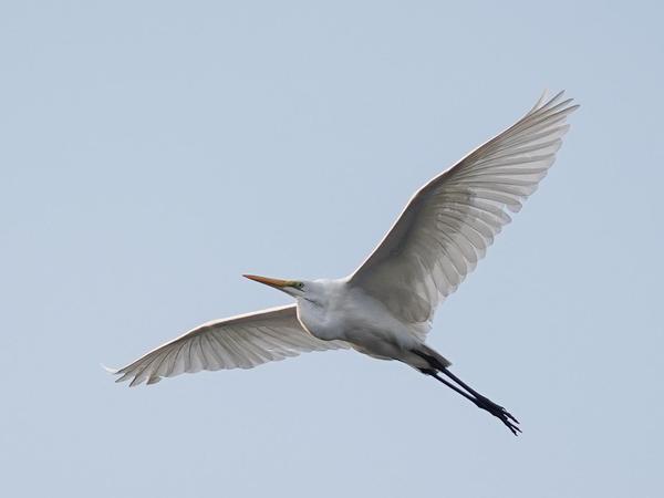 Image of Sky, Bird, Beak, Forster s Tern etc.