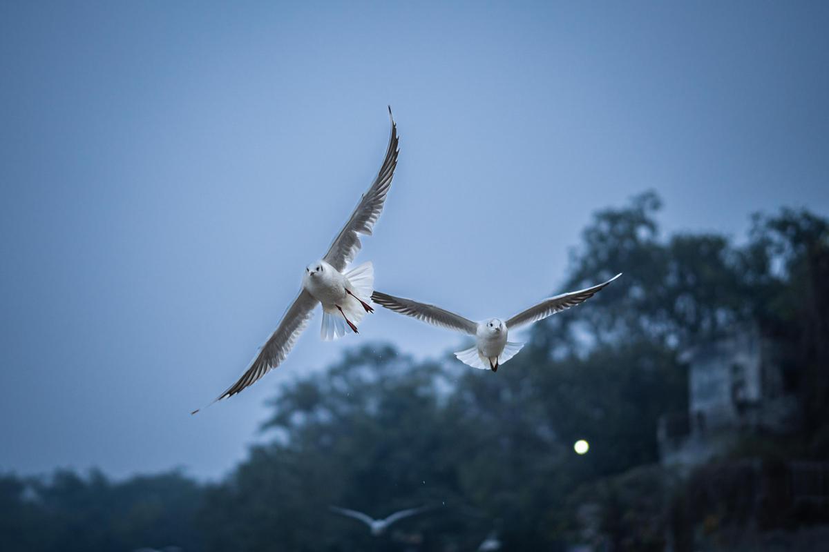 Image of Sky, Water, Bird, Beak, Feather etc.