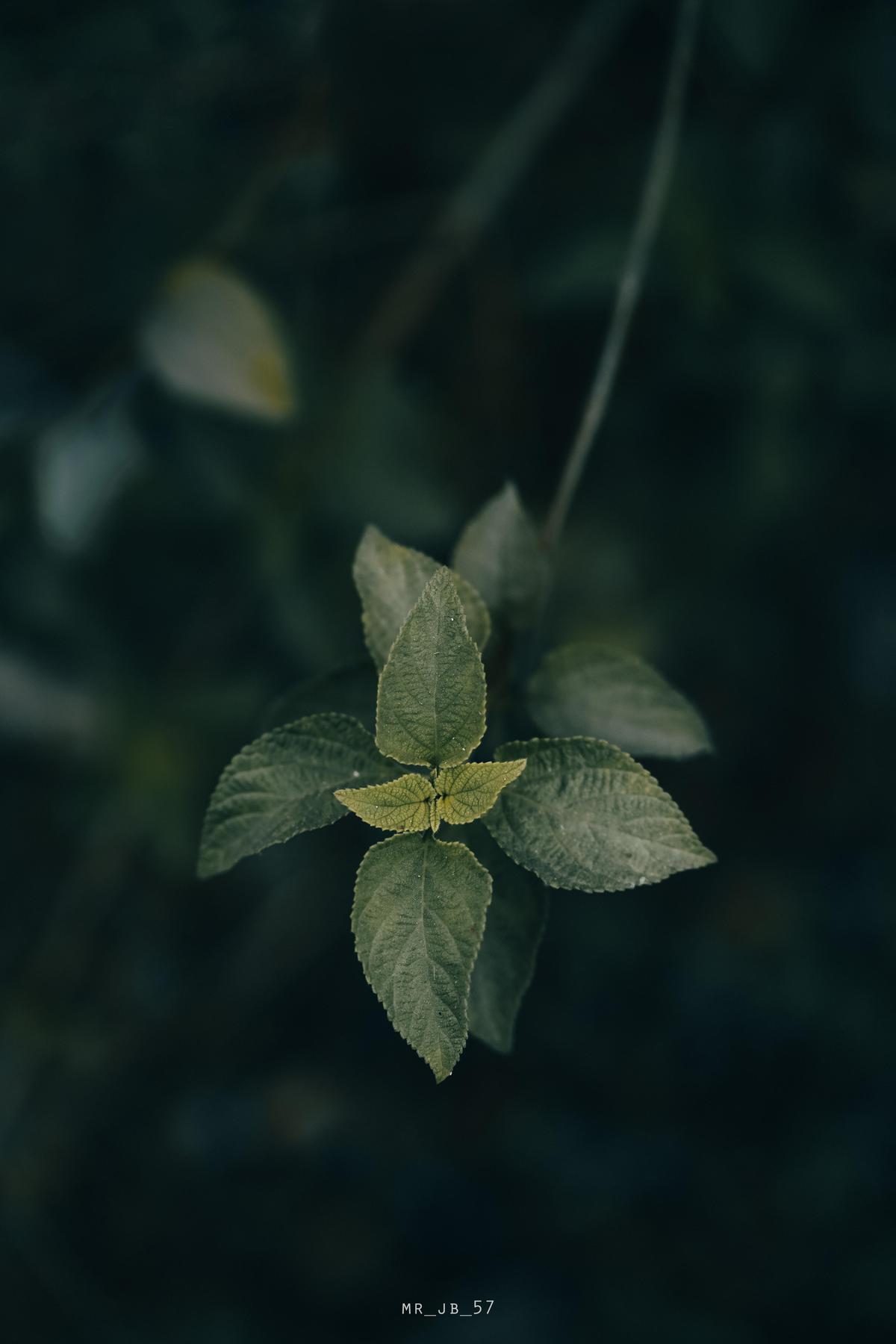Image of Plant, Flower, Terrestrial plant, Petal etc.