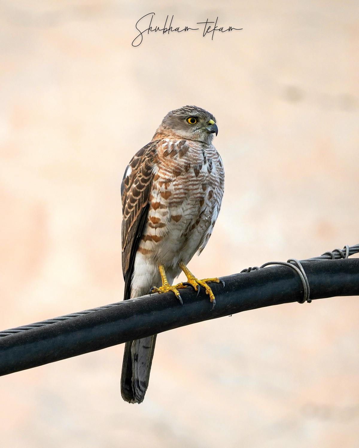 Image of Bird, Beak, Accipitridae, Feather, Falconiformes etc.