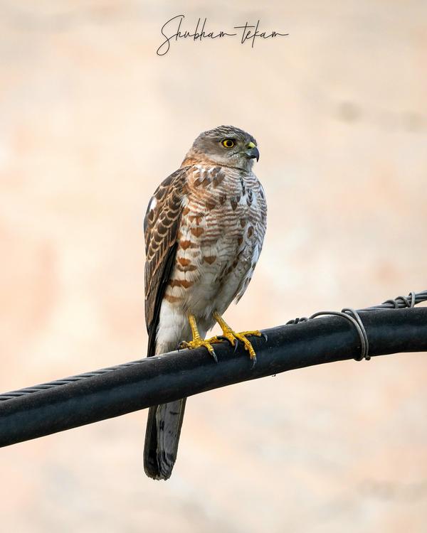 Image of Bird, Beak, Accipitridae, Feather, Falconiformes etc.