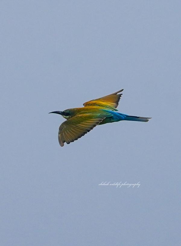 Image of Sky, Coraciiformes etc.