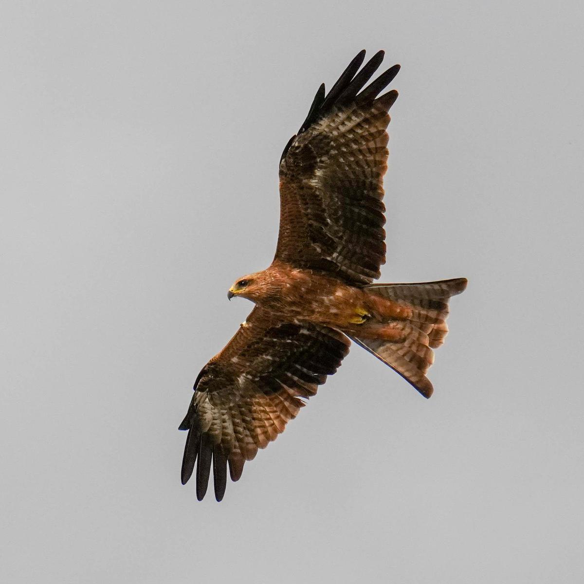 Image of Bird, Beak, Eagle, Bird of prey, Accipitriformes, Northern Harrier etc.