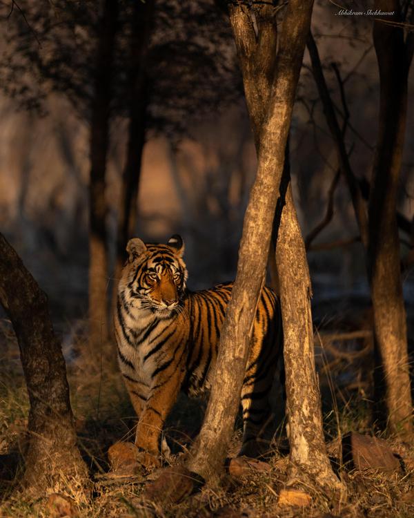Image of Nature, Tree, Tiger, Bengal tiger, Siberian tiger, Felidae etc.