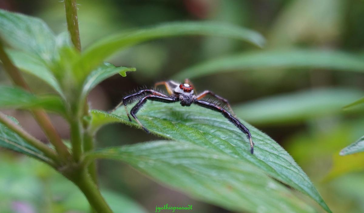 Image of Plant, Insect, Invertebrate, Spider etc.