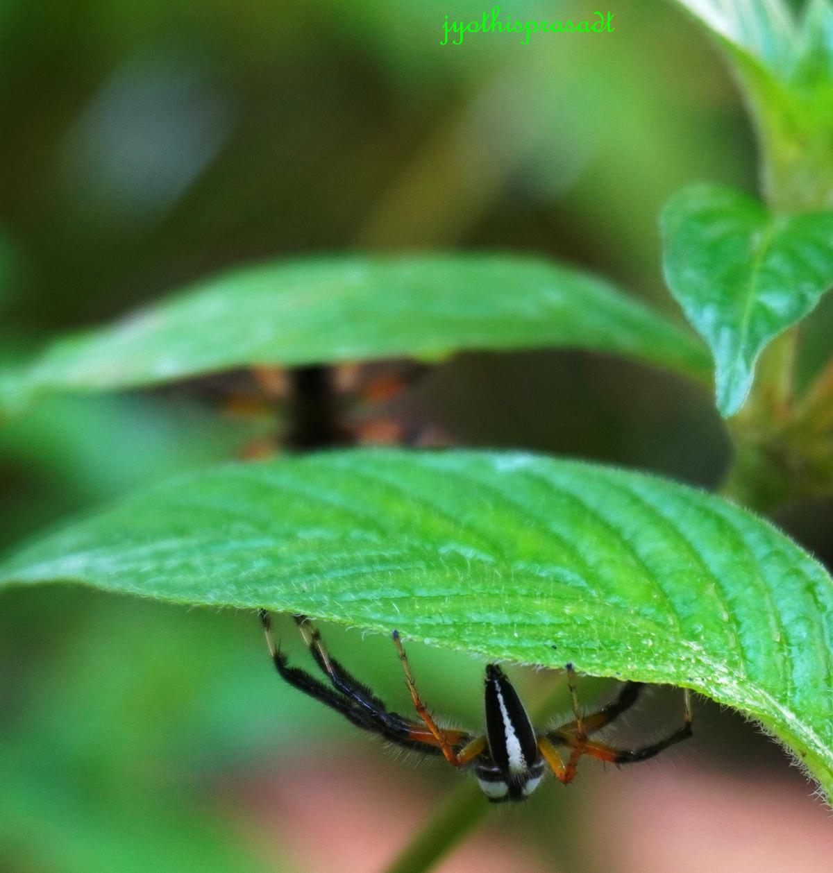 Image of Plant, Leaf, Insect etc.