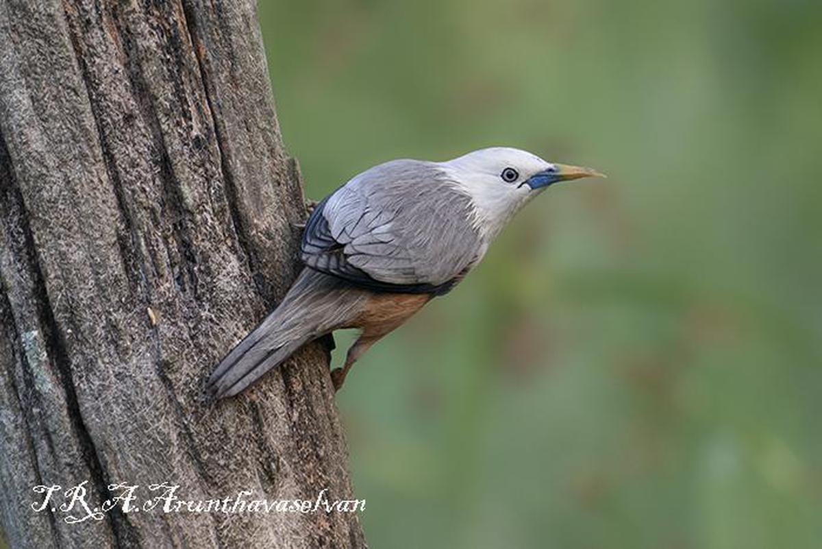 Image of Bird, Beak, Wood, Feather etc.