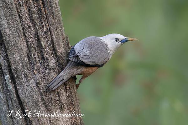 Image of Bird, Beak, Wood, Feather etc.