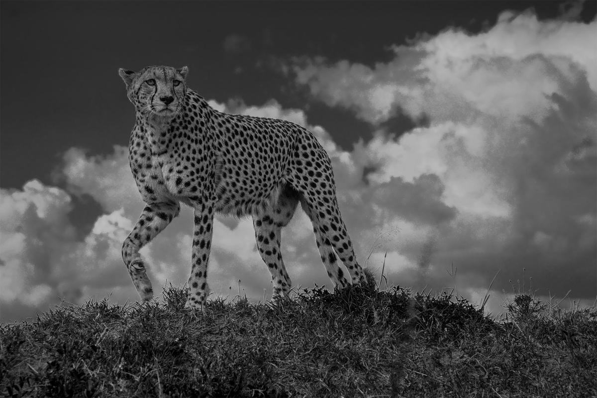 Image of Photograph, Black-and-white, Monochrome photography, Black, Wildlife, Terrestrial animal etc.