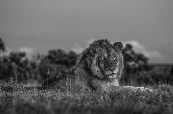 Image of Photograph, White, Black-and-white, Monochrome, Black, Wildlife etc.