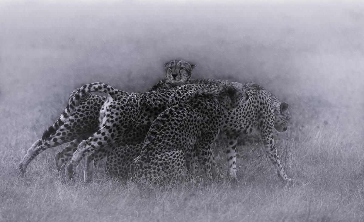 Image of Wildlife, Felidae etc.