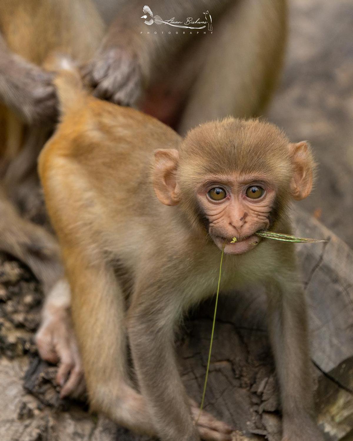 Image of Organism, Terrestrial animal, Fawn, Primate, Macaque, Rhesus macaque etc.