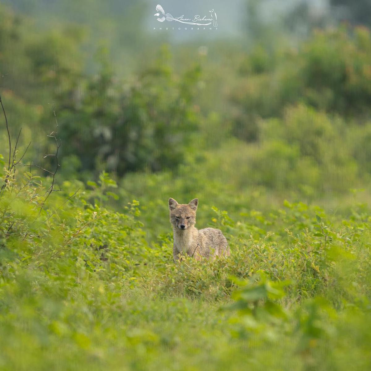Image of Natural landscape, Felidae, Grassland, Plant, Grass, Fawn etc.
