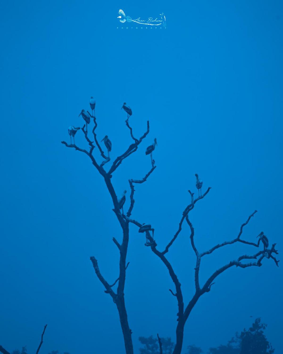 Image of Nature, Sky, Tree, Natural landscape, Plant, Twig etc.