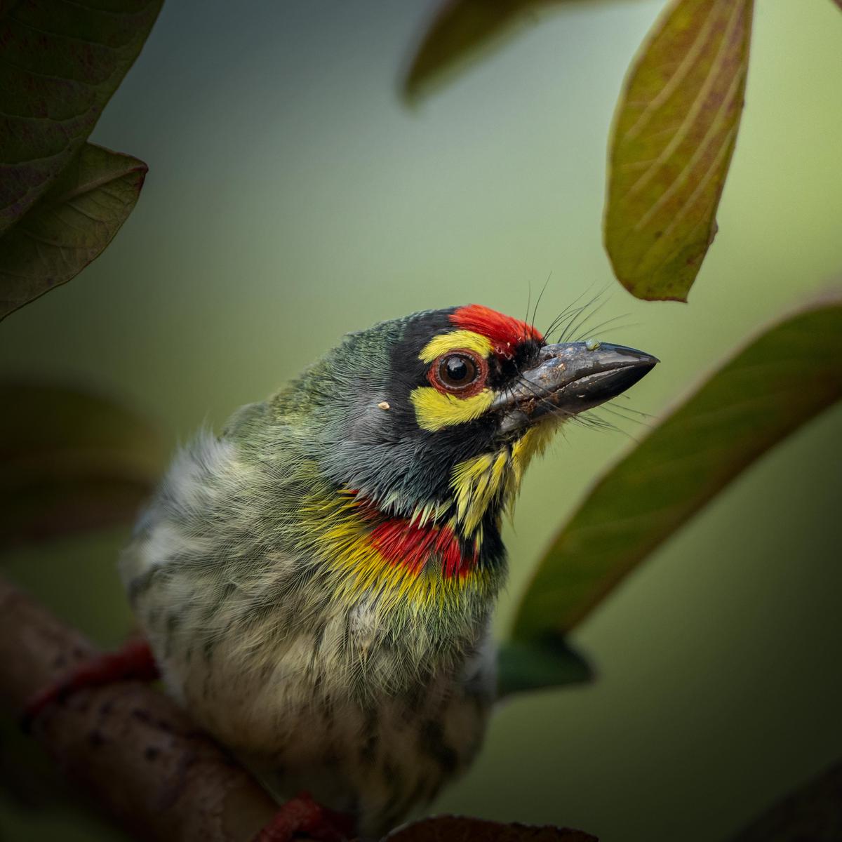 Image of Head, Plant, Bird, Beak, Eye, Feather etc.