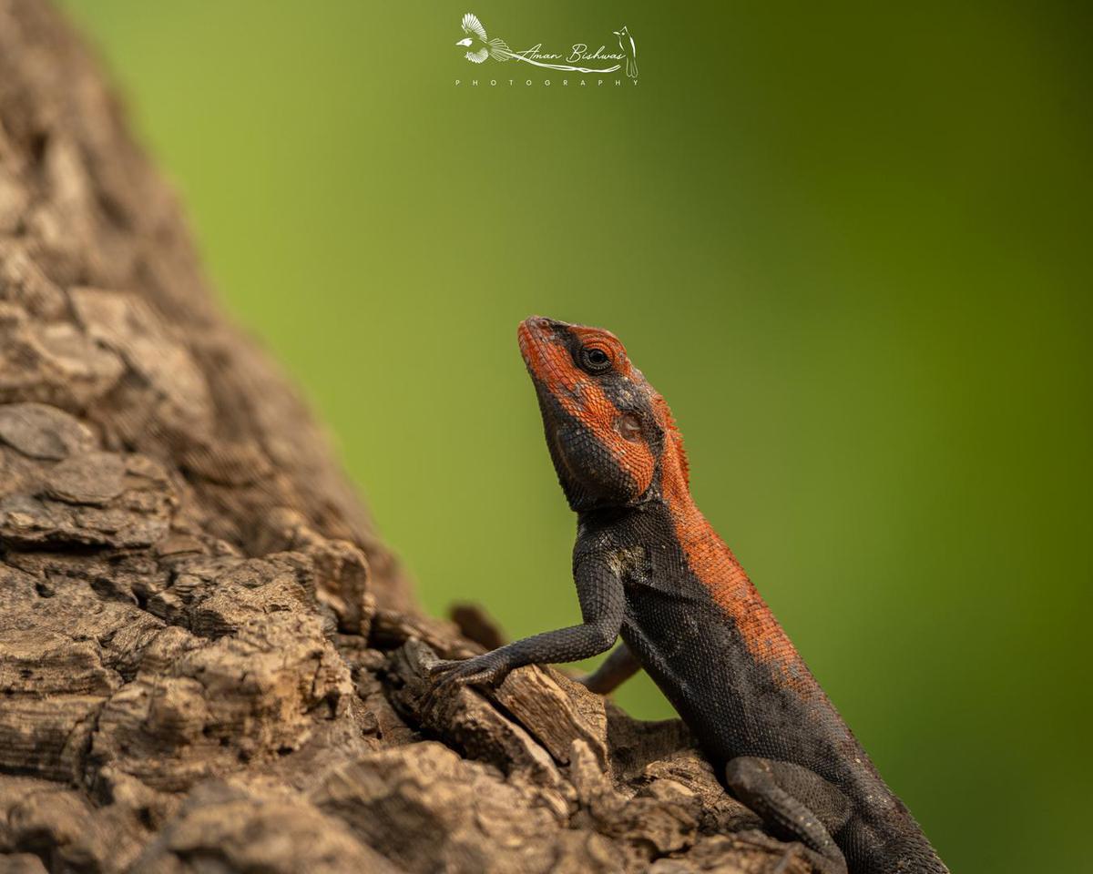 Image of Reptile, Terrestrial animal, Eye, Wood, Iguania, Lizard etc.