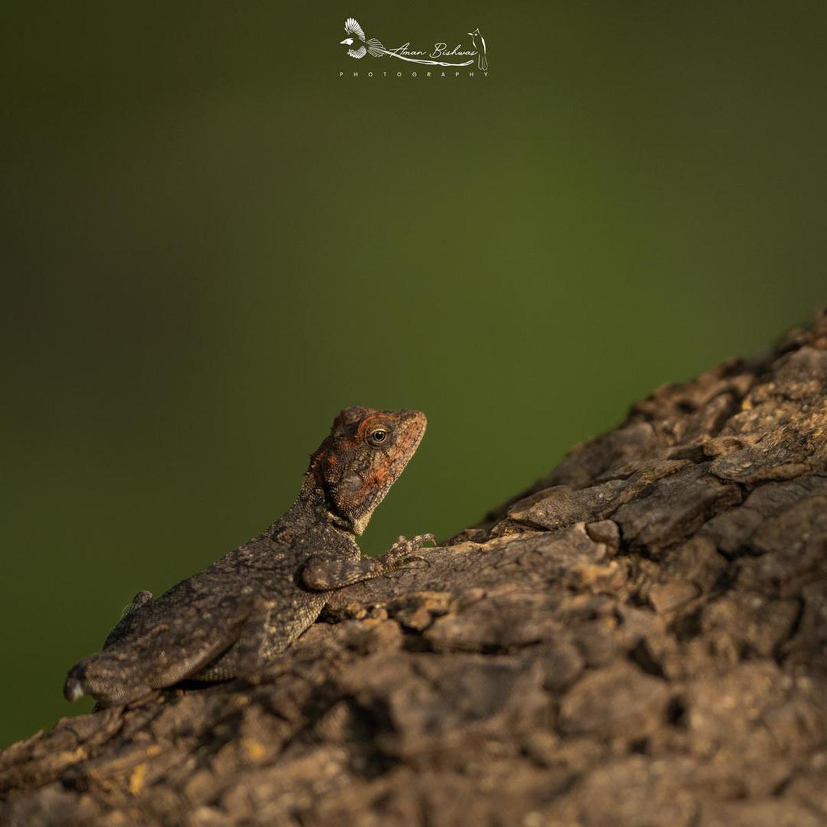Image of Reptile, Terrestrial animal, Wood, Brown, Iguania, Lizard etc.