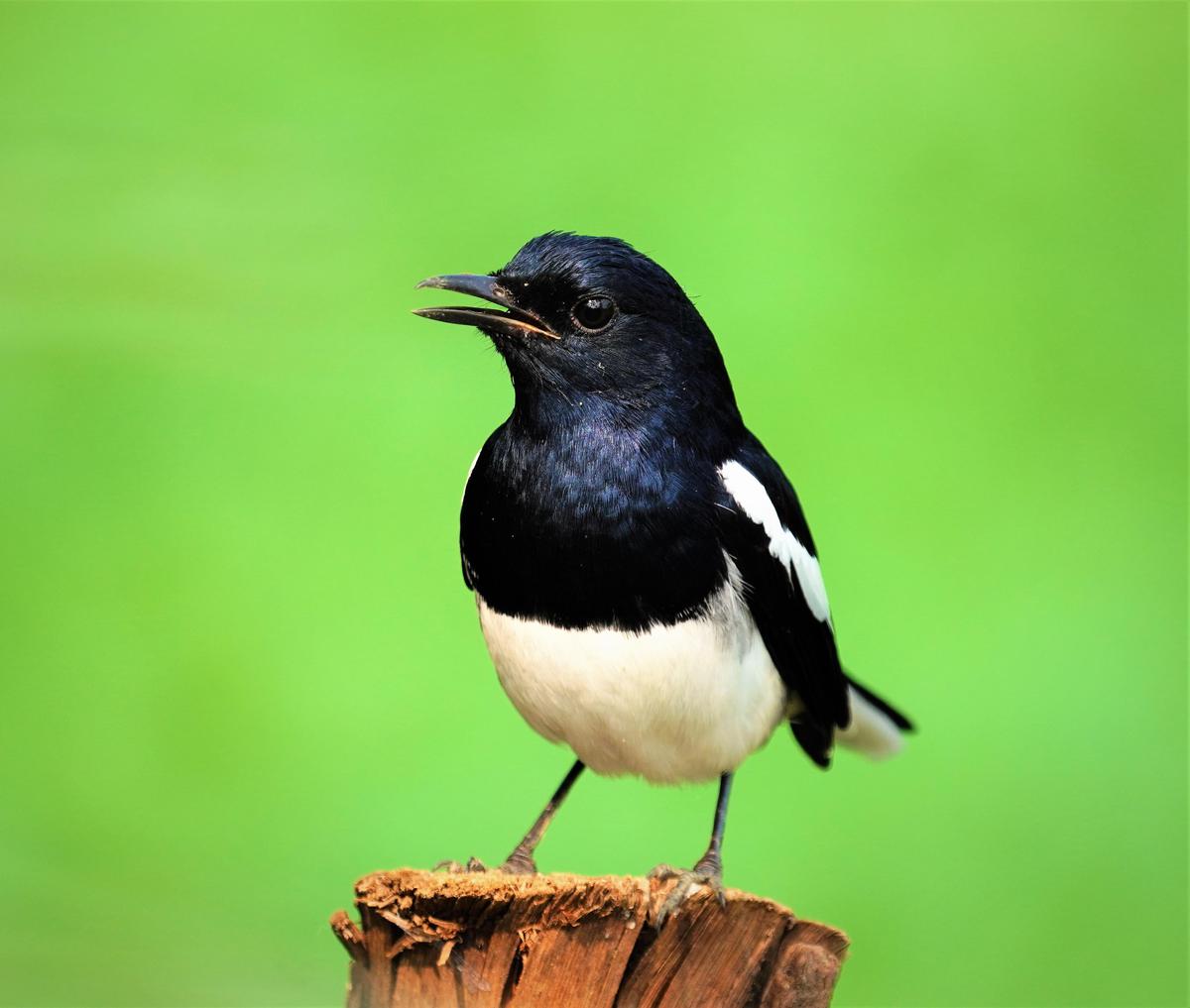 Image of Vertebrate, Bird, Beak, Black billed Magpie, Eurasian magpie, Magpie etc.