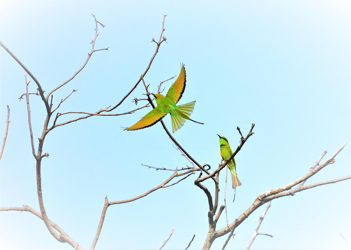 Image of Branch, Plant, Twig etc.