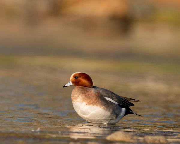 Image of Water, Bird, Fluid etc.