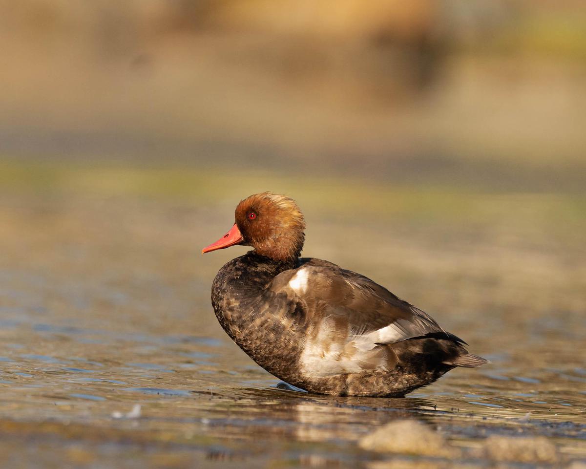 Image of Water, Bird, Beak, Waterfowl, Ducks, geese and swans, Lake etc.