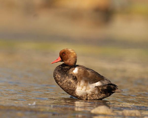 Image of Water, Bird, Beak, Waterfowl, Ducks, geese and swans, Lake etc.