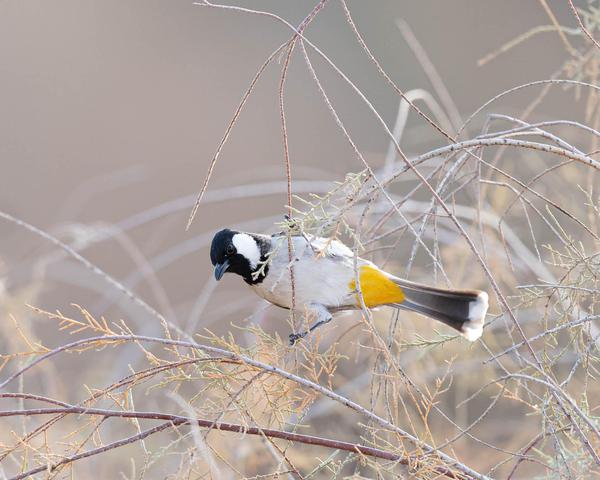 Image of Bird, Beak, Feather, Twig etc.
