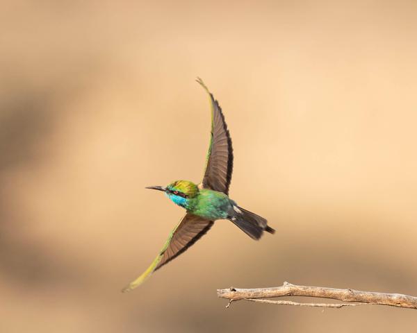 Image of Bird, Beak etc.