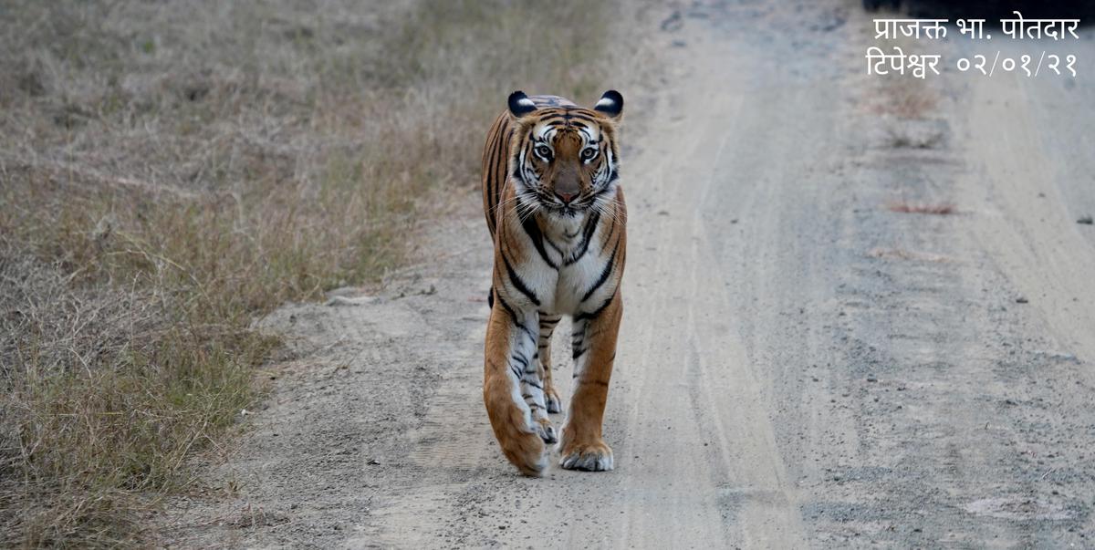 Image of Tiger, Terrestrial animal, Bengal tiger, Siberian tiger, Felidae, Eye etc.