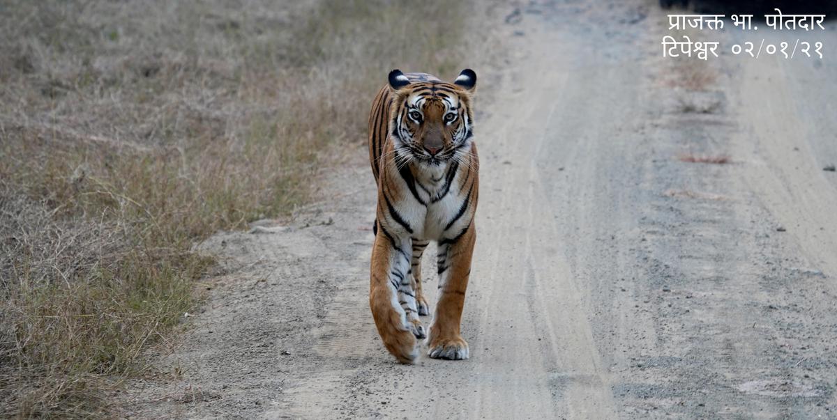 Image of Fawn, Terrestrial animal, Big cats, Whiskers, Carnivore, Felidae etc.