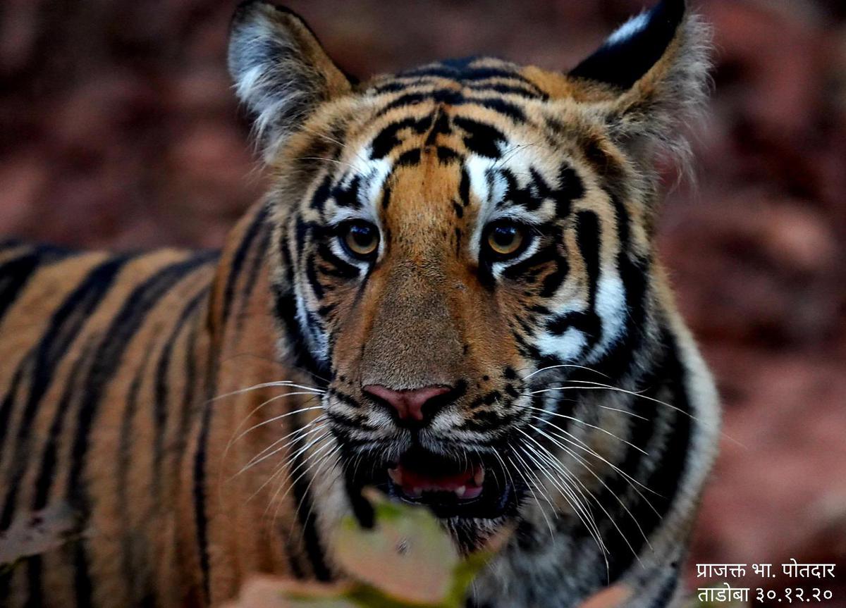 Image of Tiger, Terrestrial animal, Bengal tiger, Siberian tiger, Felidae, Eye etc.