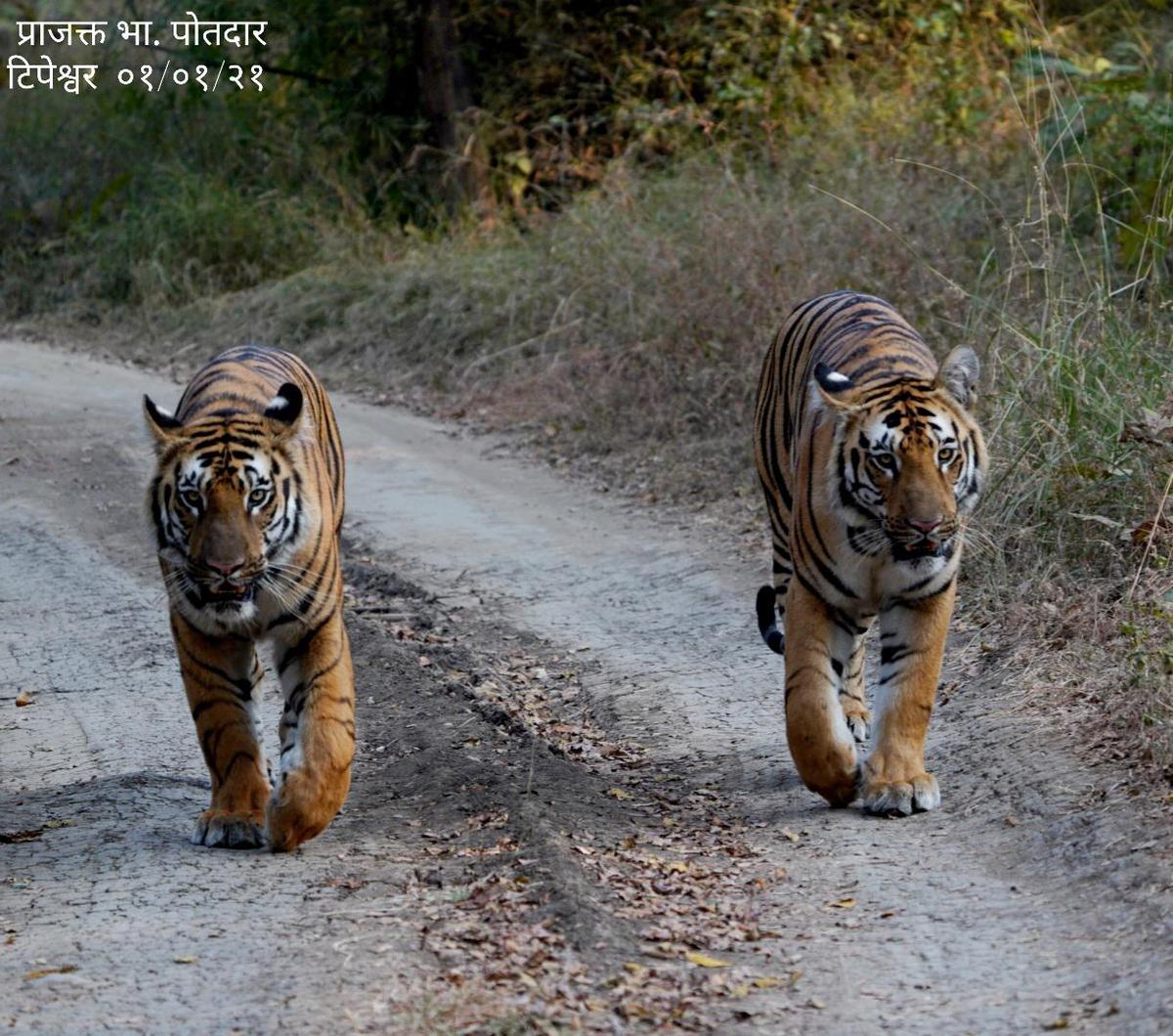 Image of Organism, Tiger, Vertebrate, Bengal tiger, Mammal, Siberian tiger etc.