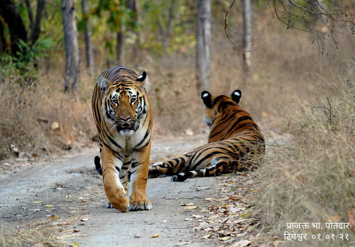 Image of Tree, Branch, Tiger, Bengal tiger, Siberian tiger, Felidae etc.