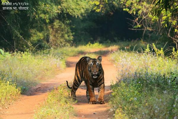 Image of Tree, Natural landscape, Tiger, Bengal tiger, Siberian tiger, Felidae etc.