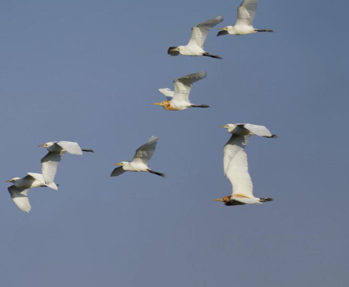 Image of Sky, Bird, Beak, Flock, Seabird, Water bird etc.