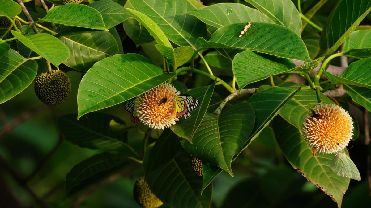 Image of Plant, Flower, Leaf, Flowering plant, buttonbush etc.