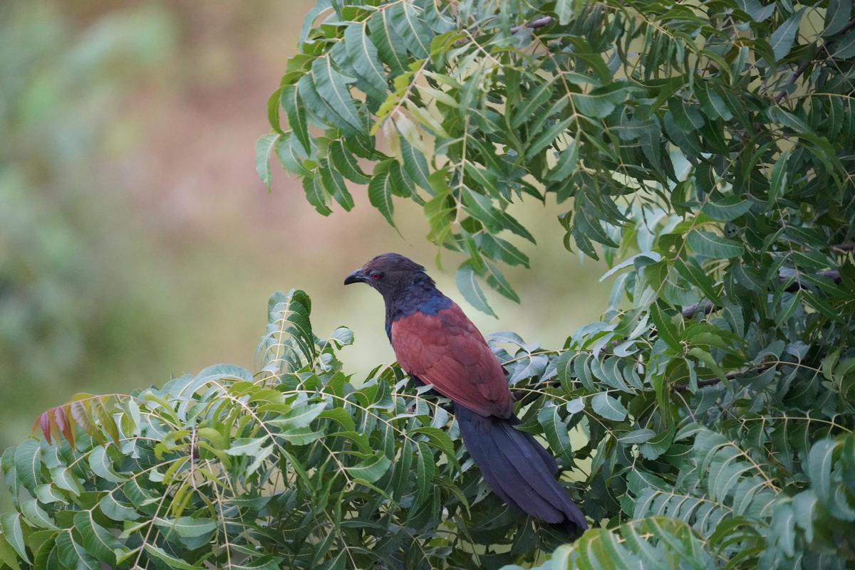 Image of Bird, Beak, Botany, Coucal etc.