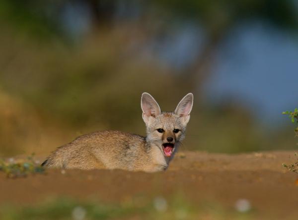 Image of Wildlife, Vertebrate, Mammal, Canidae, Fox, Swift fox etc.