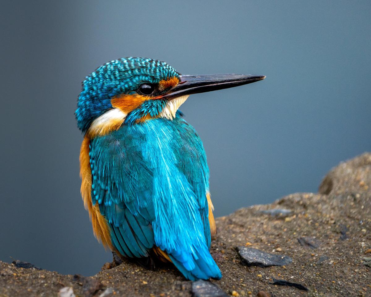 Image of Bird, Beak, Feather etc.