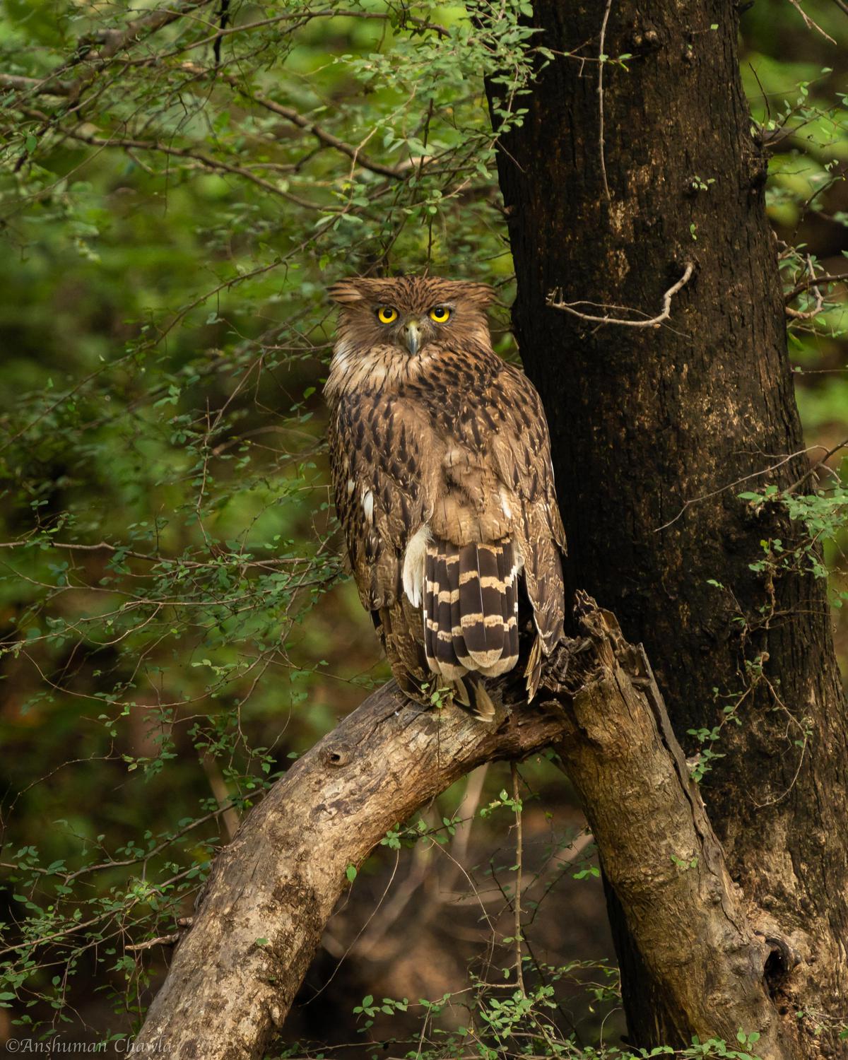 Image of Tree, Branch, Bird, Beak, Owl, Wood etc.