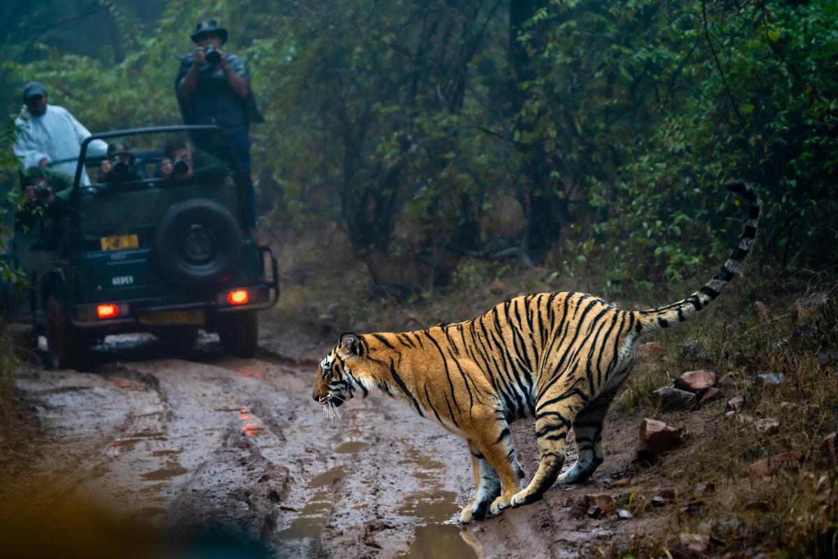 Image of Vehicle, Car, Water, Tiger, Bengal tiger, Mammal etc.
