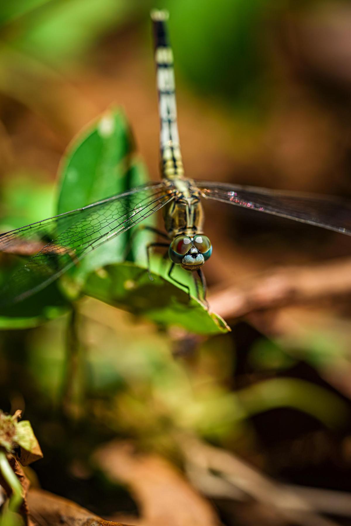 Image of Nature, Vegetation, Organism, Botany, Insect, Invertebrate etc.