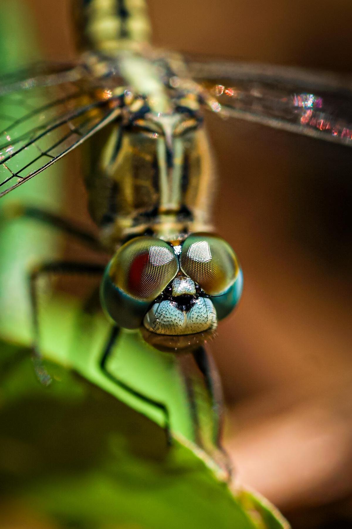 Image of Nature, Organism, Macro photography, Wing, Insect, Invertebrate etc.