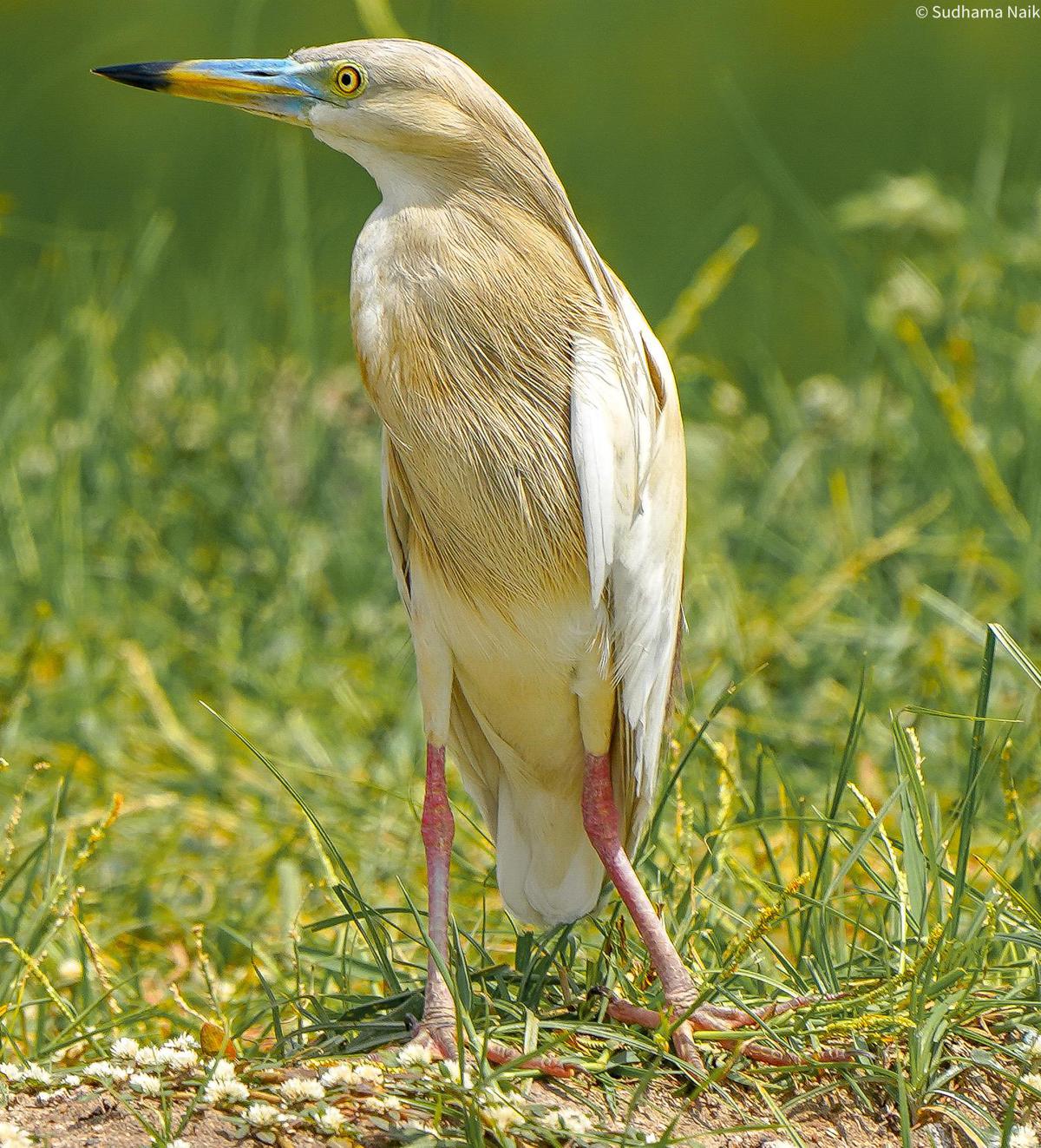 Image of Wildlife, Vertebrate, Bird, Beak, cattle egret etc.