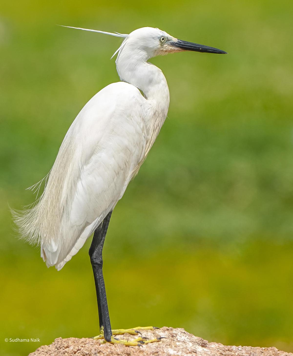 Image of Vertebrate, Bird, Beak, Heron, Great egret, Crane etc.
