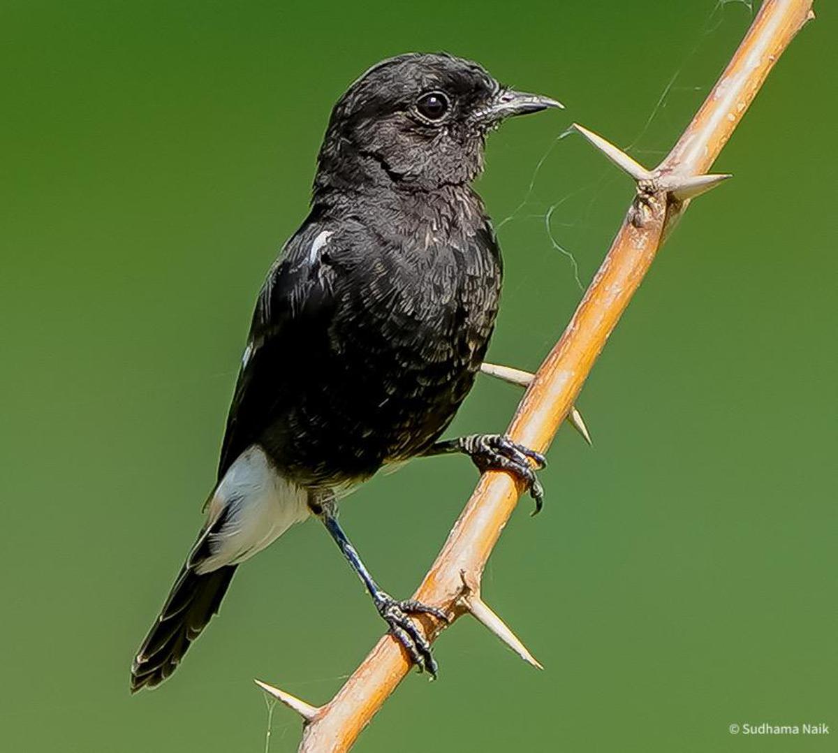 Image of Vertebrate, Bird, Beak etc.