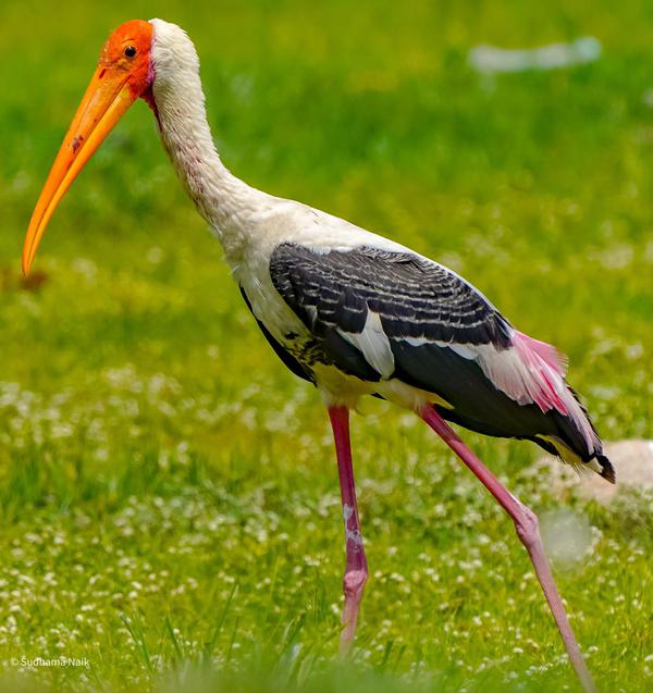 Image of Vertebrate, Bird, Beak, Ciconiiformes, Stork etc.